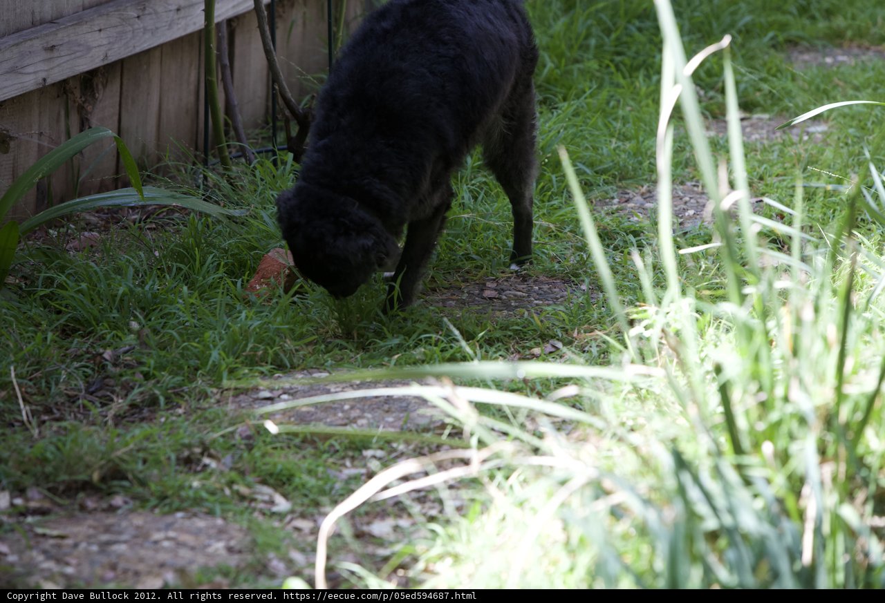Inquisitive Pup