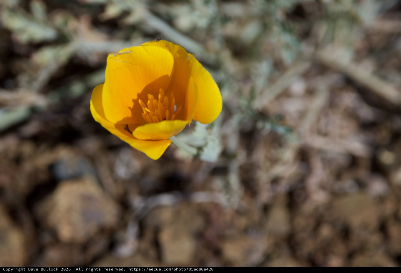 Golden Poppy Blooms Alone on Rocky Hillside