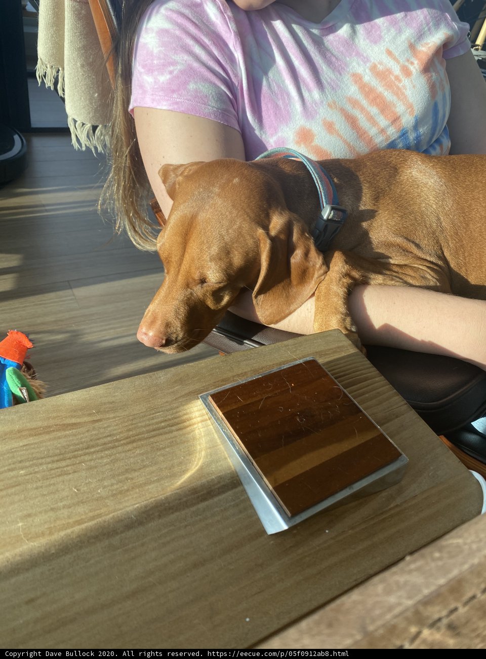 Canine Companion on Hardwood Table