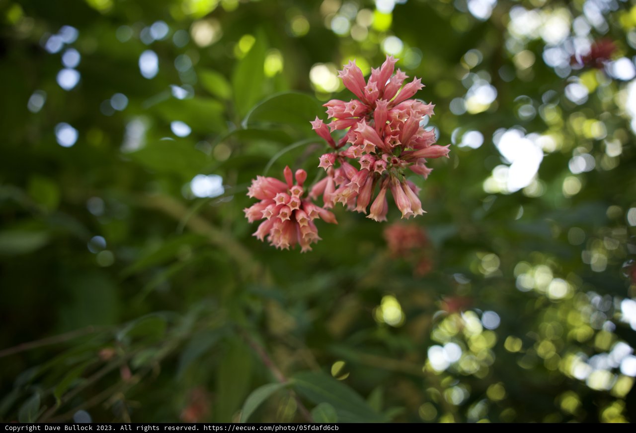 Blossoming Symphony at San Francisco Botanical Garden