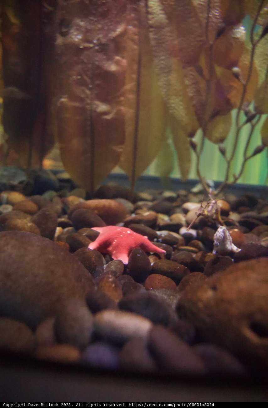Magical Underwater Moments in the Academy of Sciences, 2023