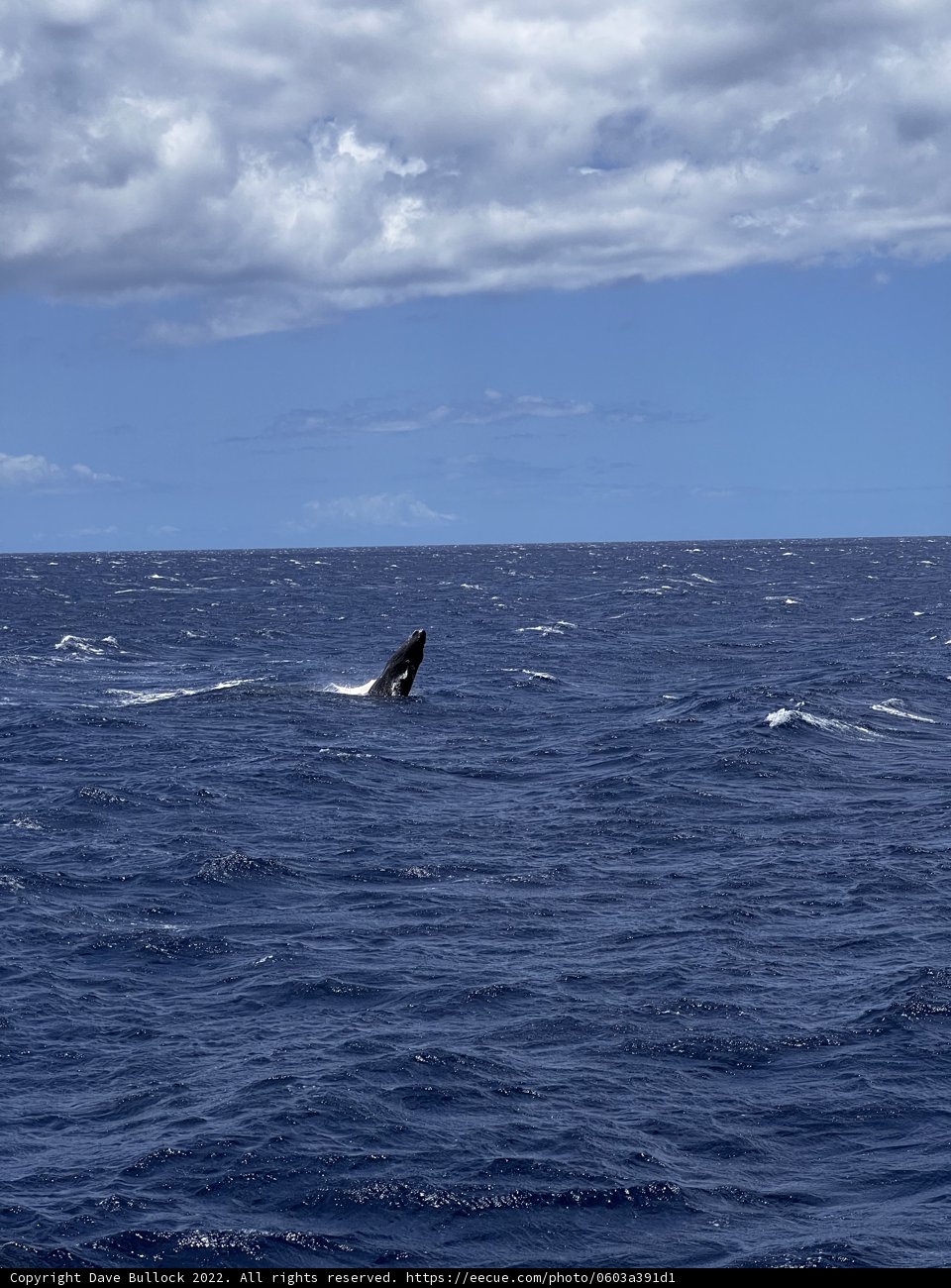 Majestic Humpback Whale Breaching in the Pacific Ocean