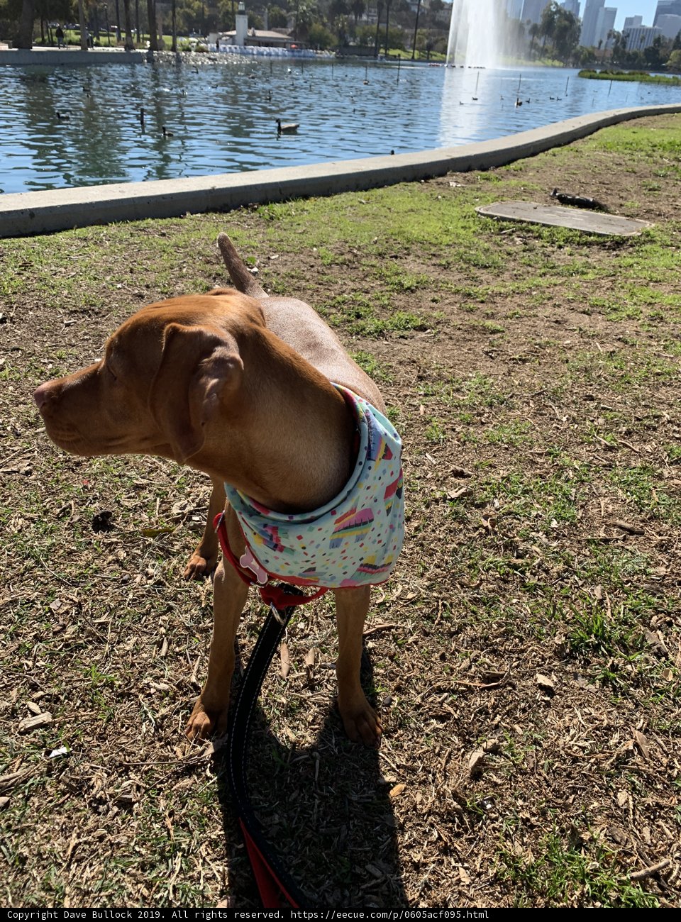 Lake Adventure Pup