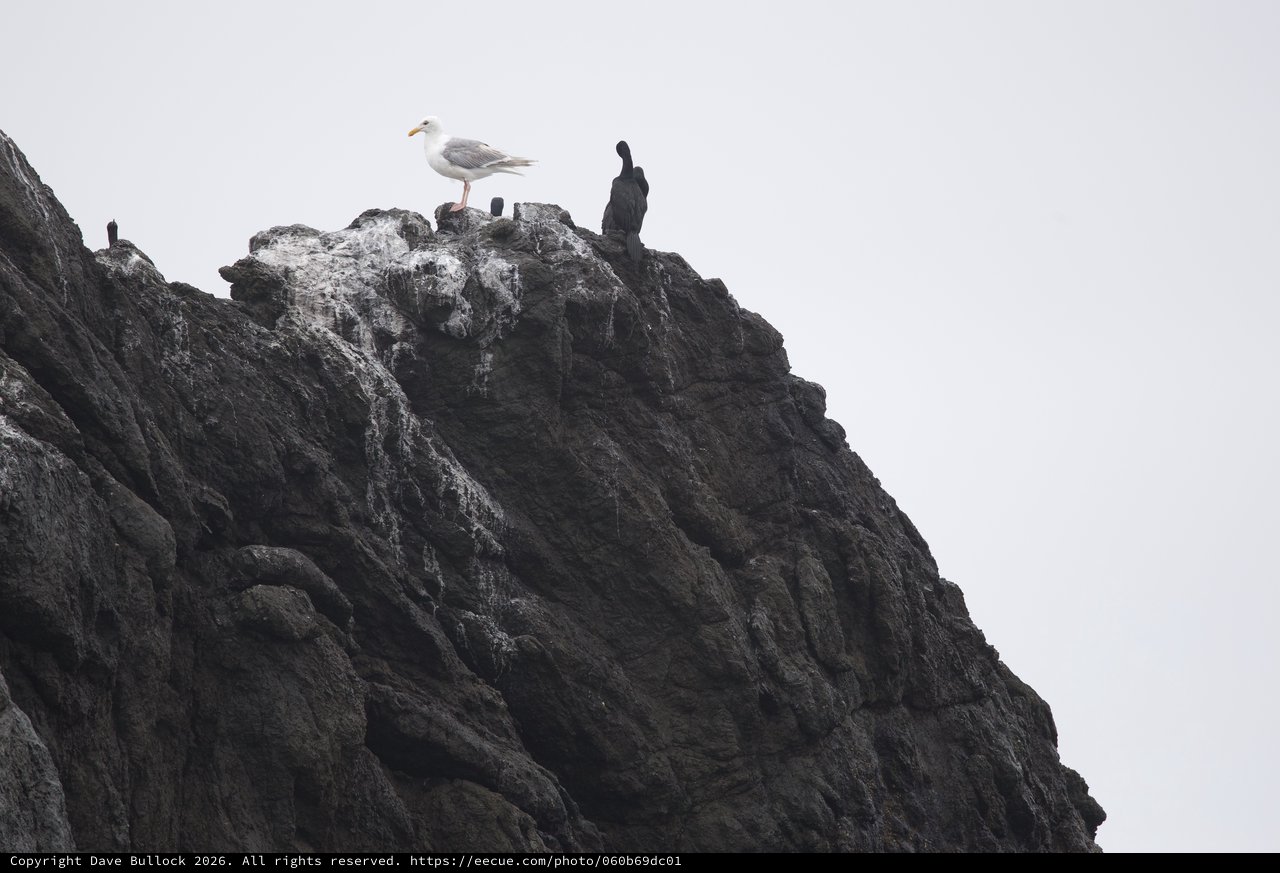 Seagull and Cormorants Perched on Rocky Coastal Cliff