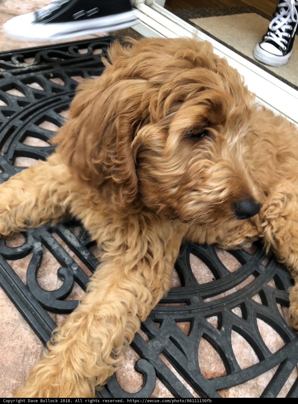 Comfy Pup on Sneaker Mat