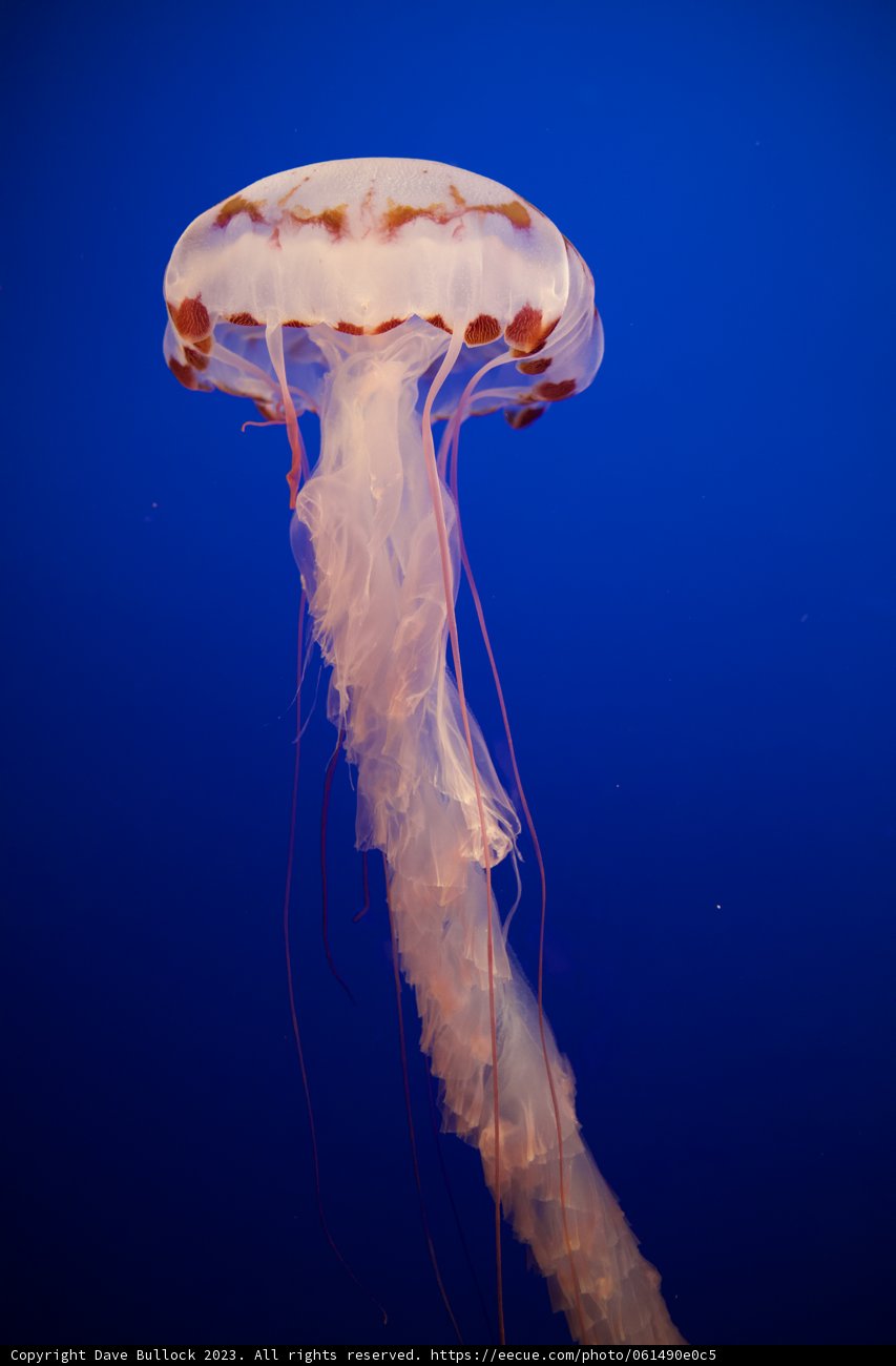 Floating Spectacle in Blue