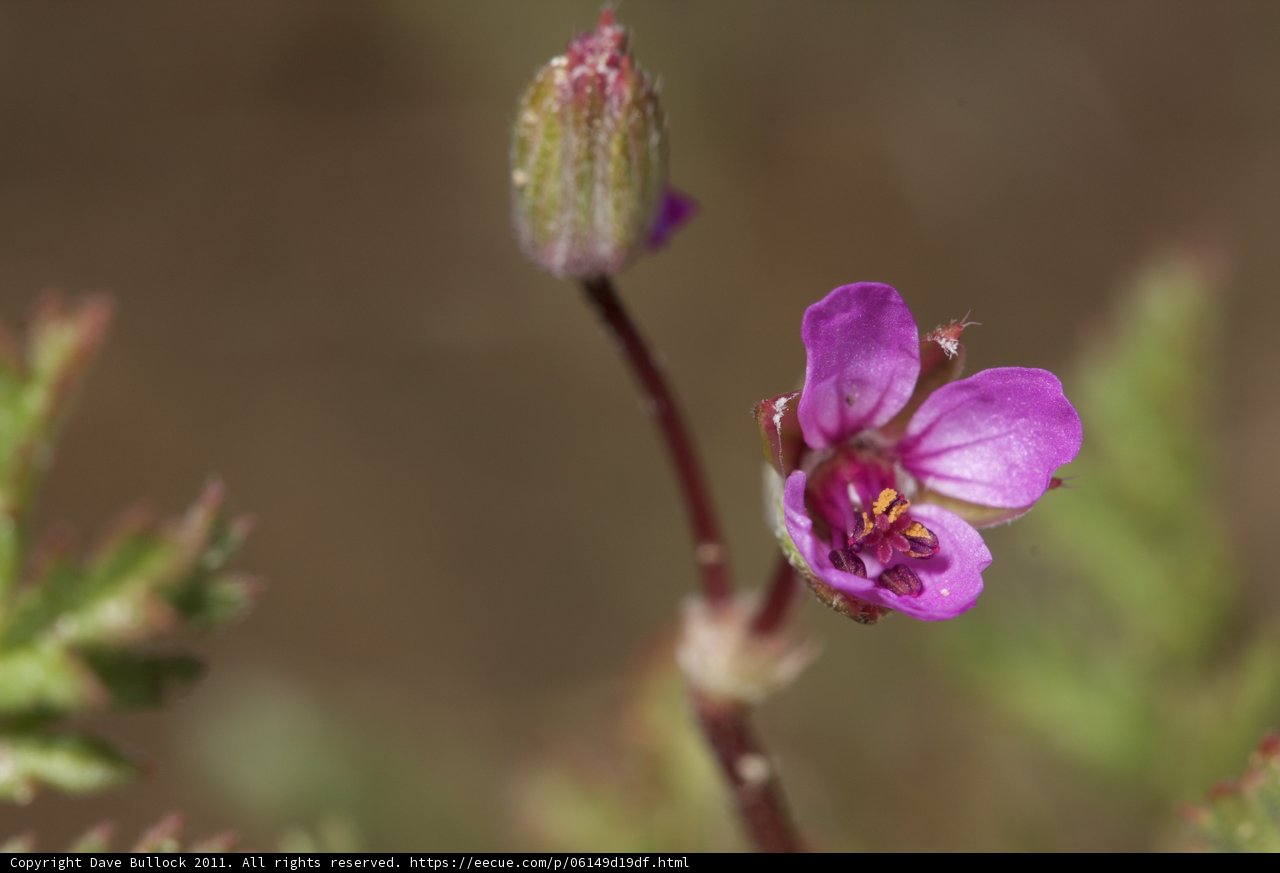 Geranium in Full Bloom