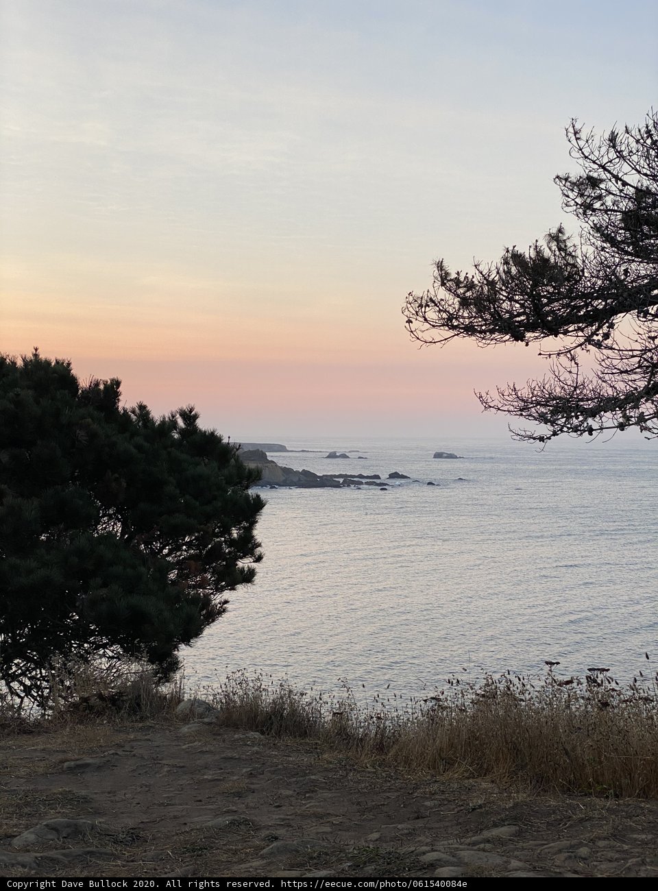 Lone Tree Overlooking the Ocean