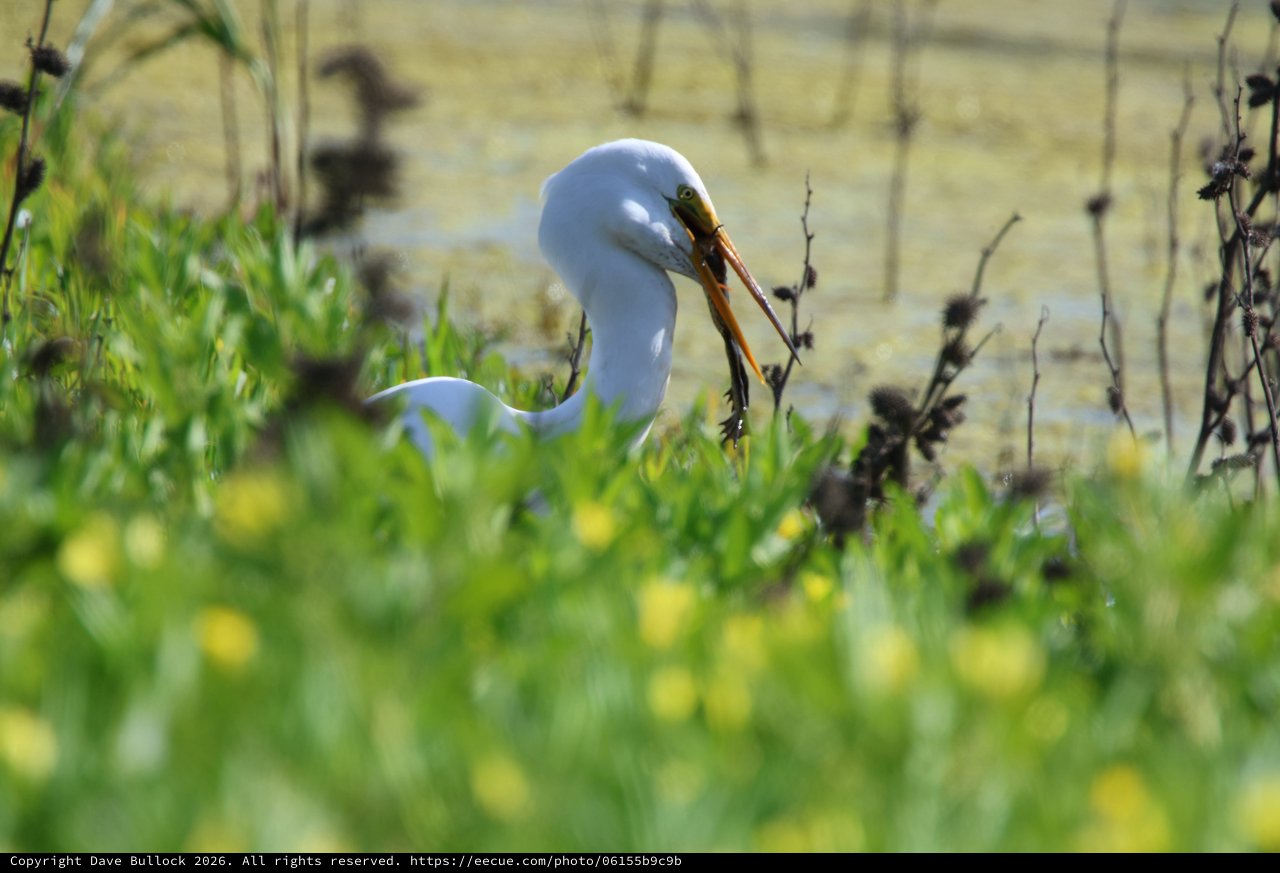 Great Egret Hunting with Fresh Catch at Wetlands