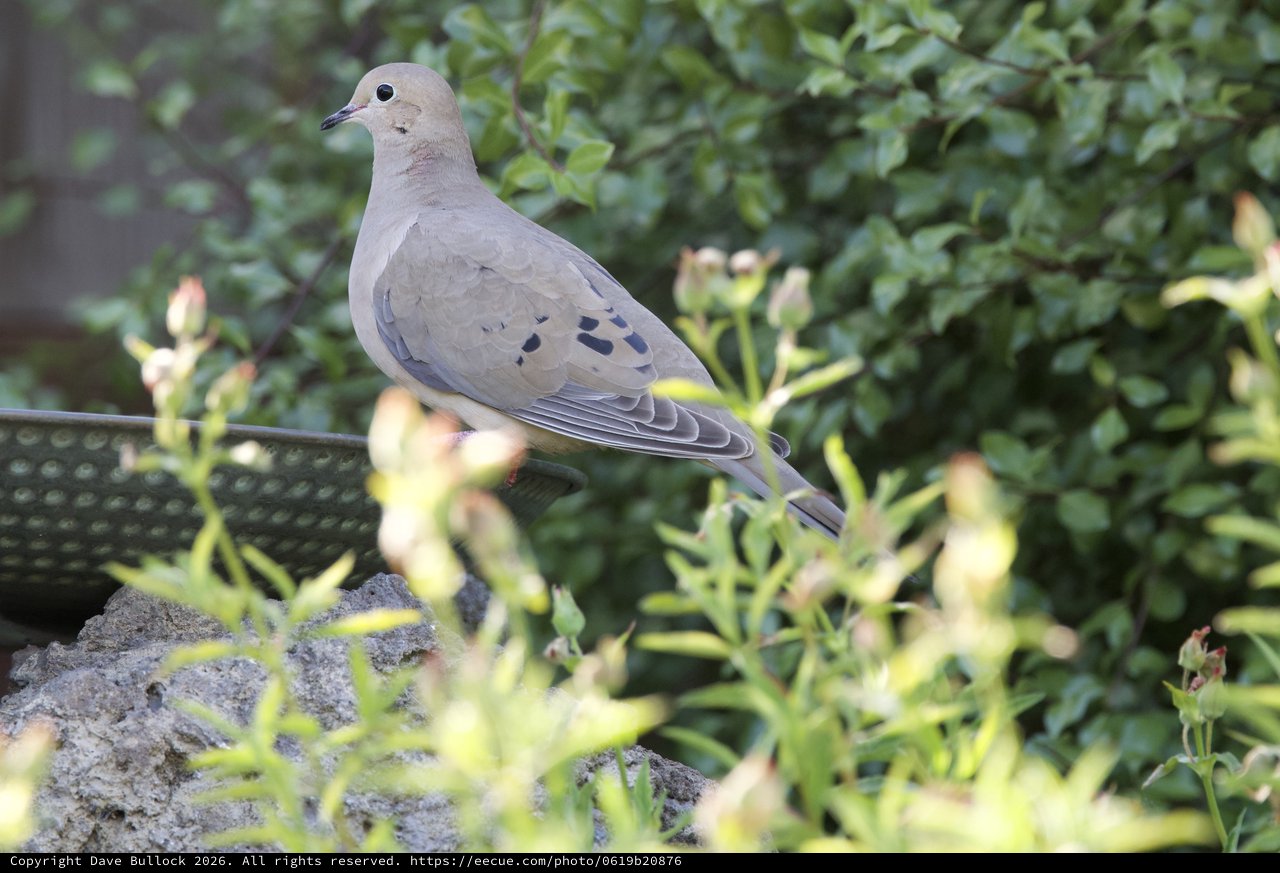 Mourning Dove Perched on Garden Railing