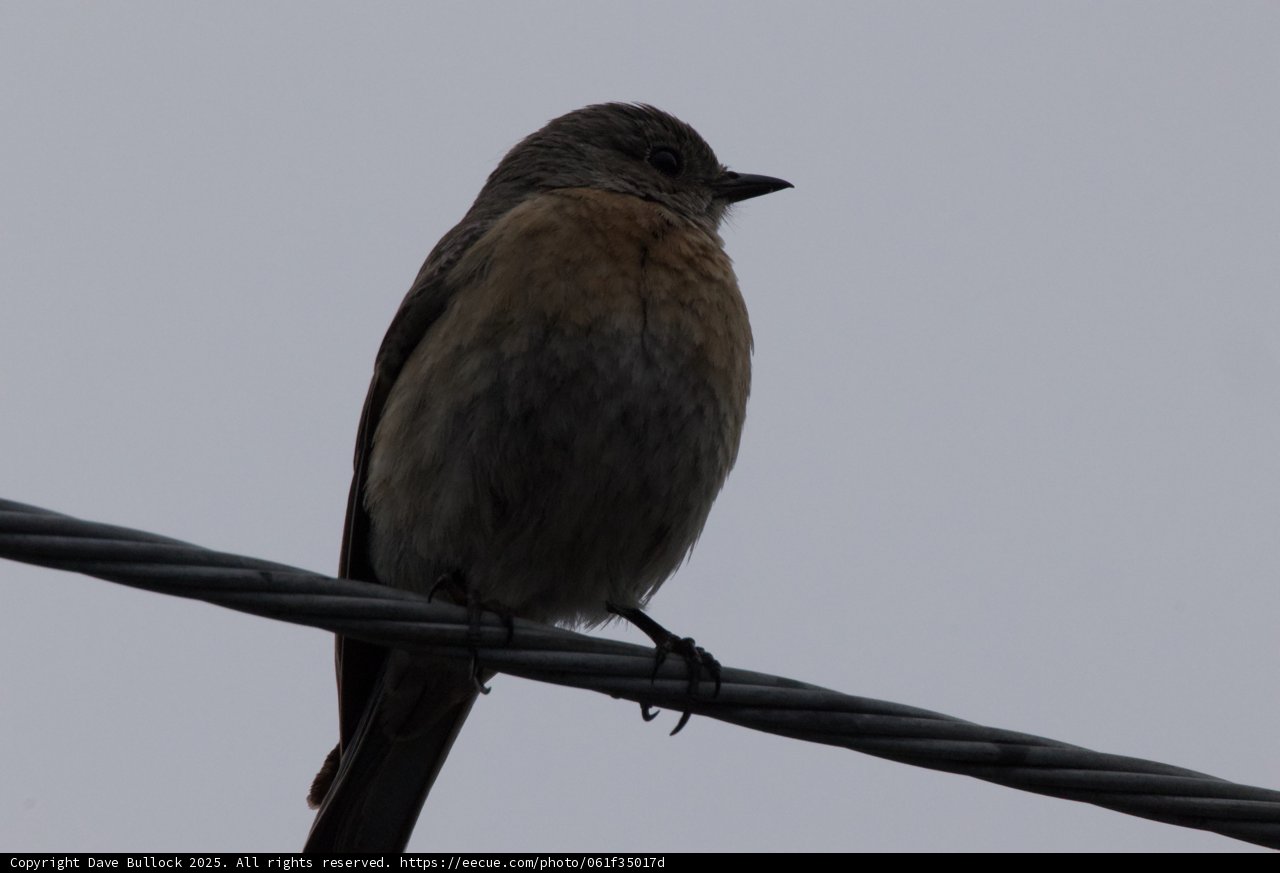 Perched Majesty