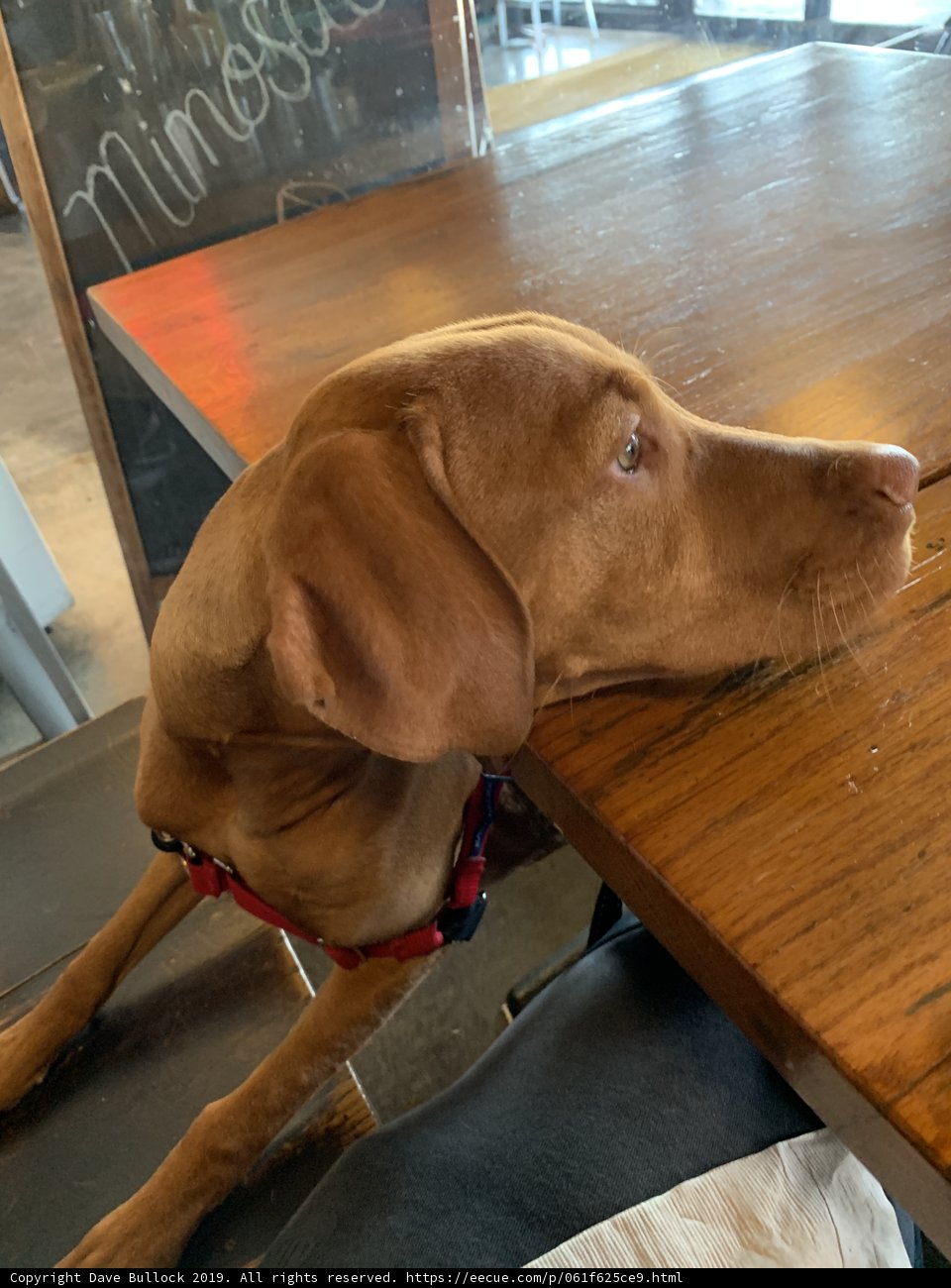 Proud Pup