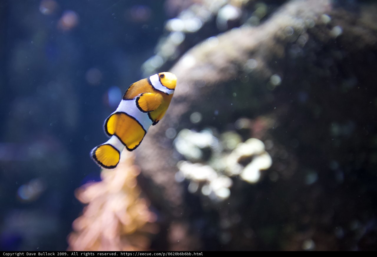 Amphiprion in its Aquatic Home
