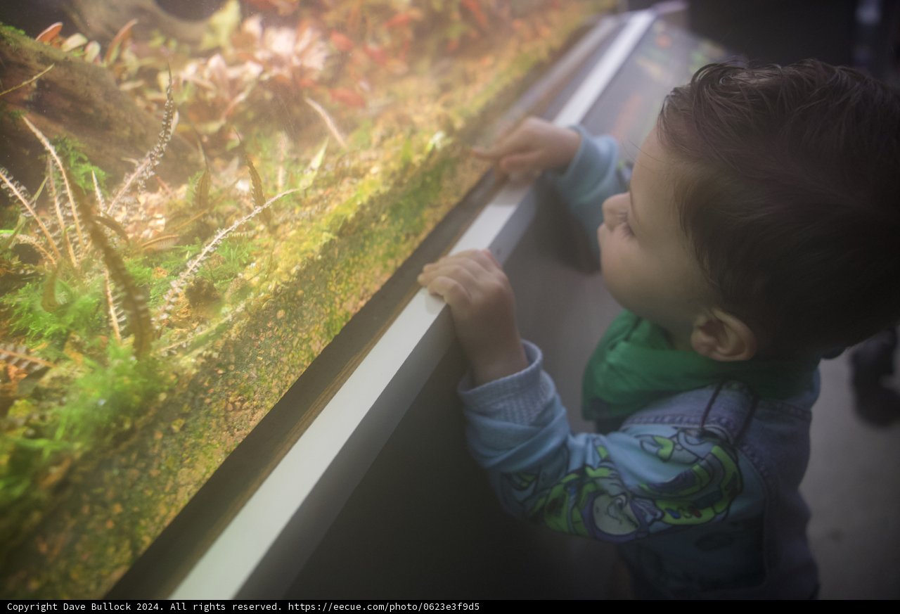 A Curious Gaze at the Aquatic Life