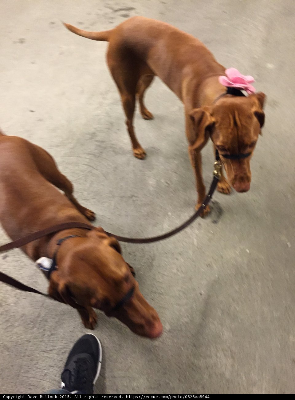 Vizslas on a Walk