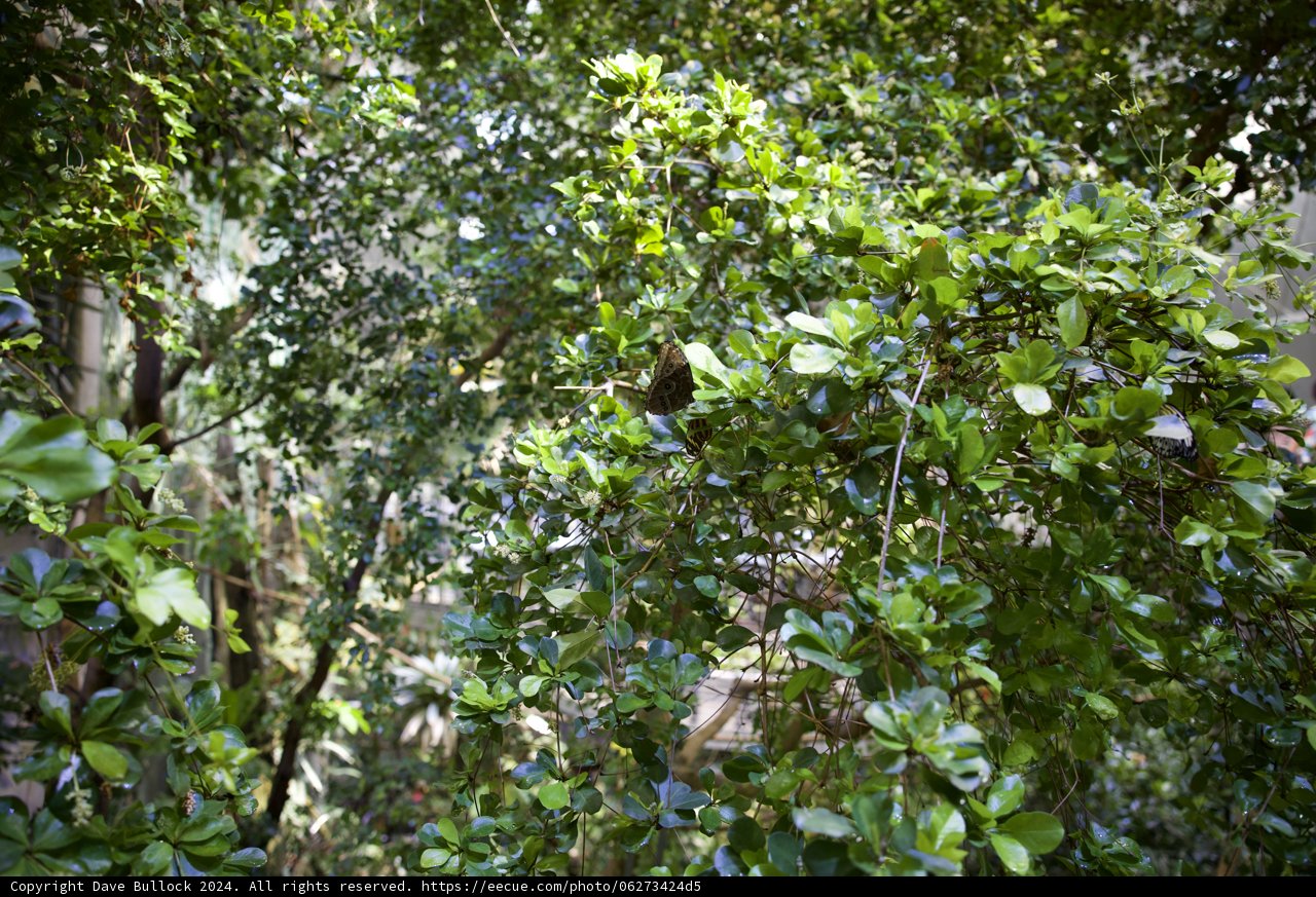 Majestic Rainforest Monarch