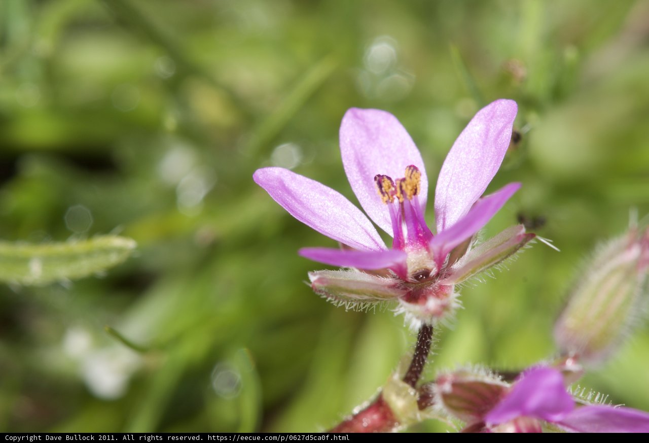 A Close-up of a Geranium Flower