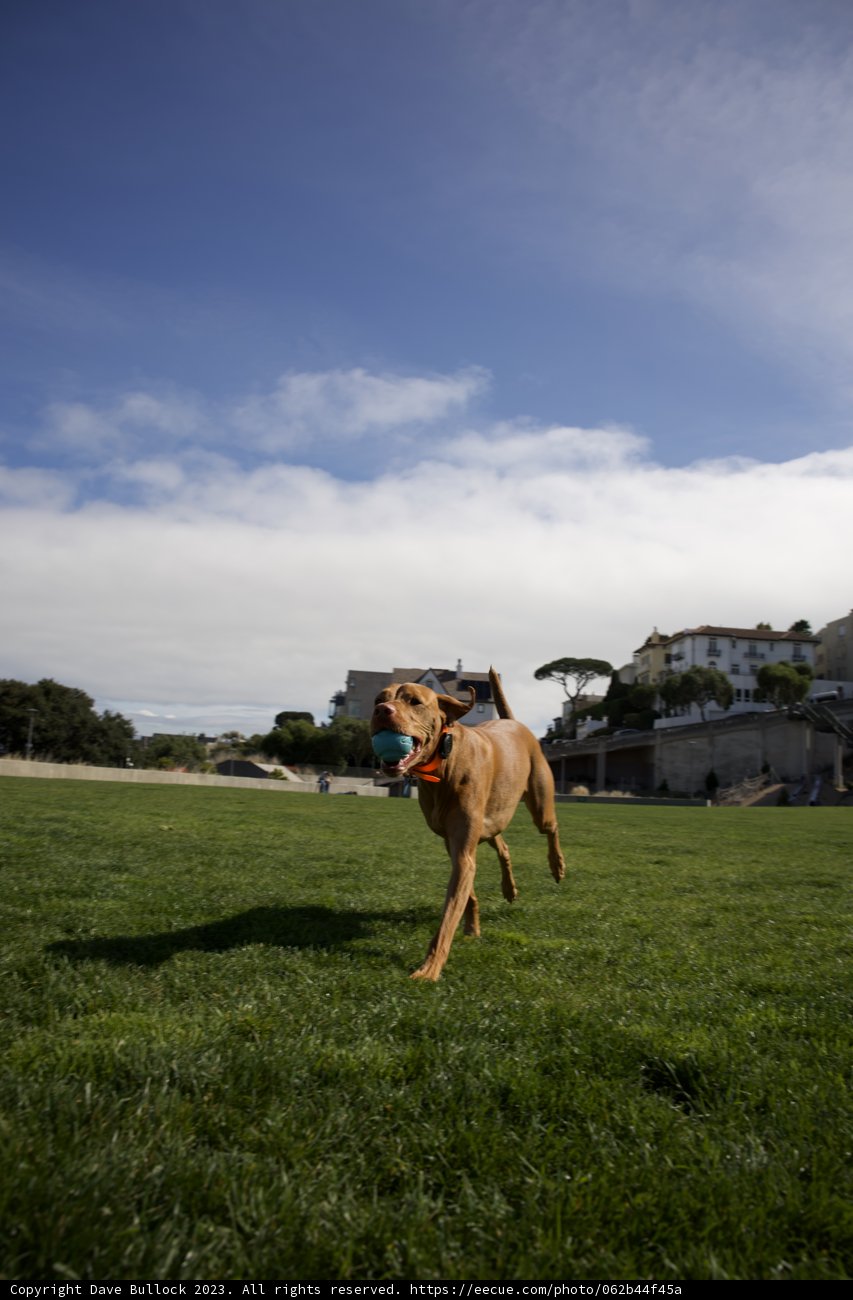 Energized Exploration: A Canine Adventure