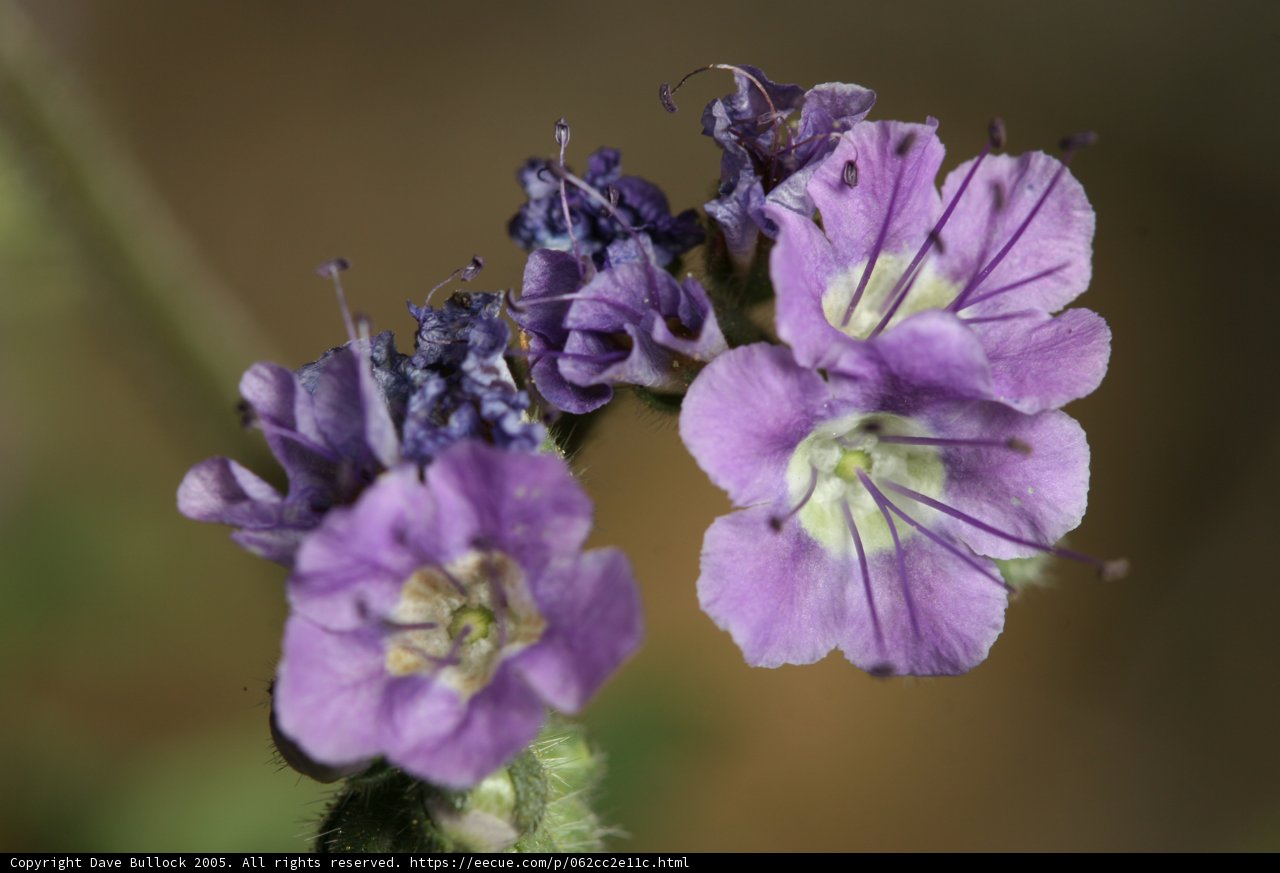 Purple Beauty