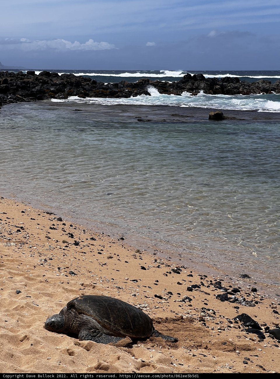 Peaceful Turtle by the Ocean