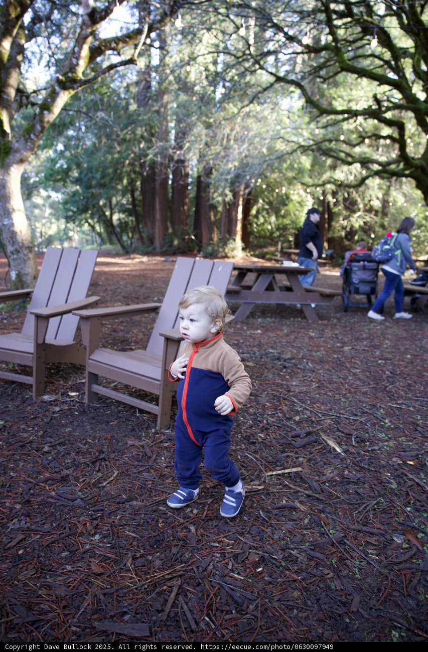 Exploring the Woodlands