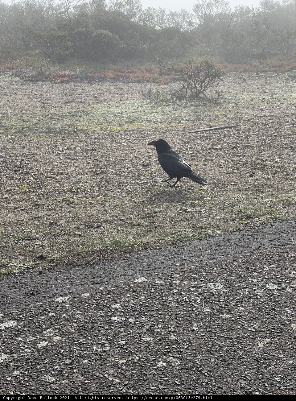 Lone Raven on the Road