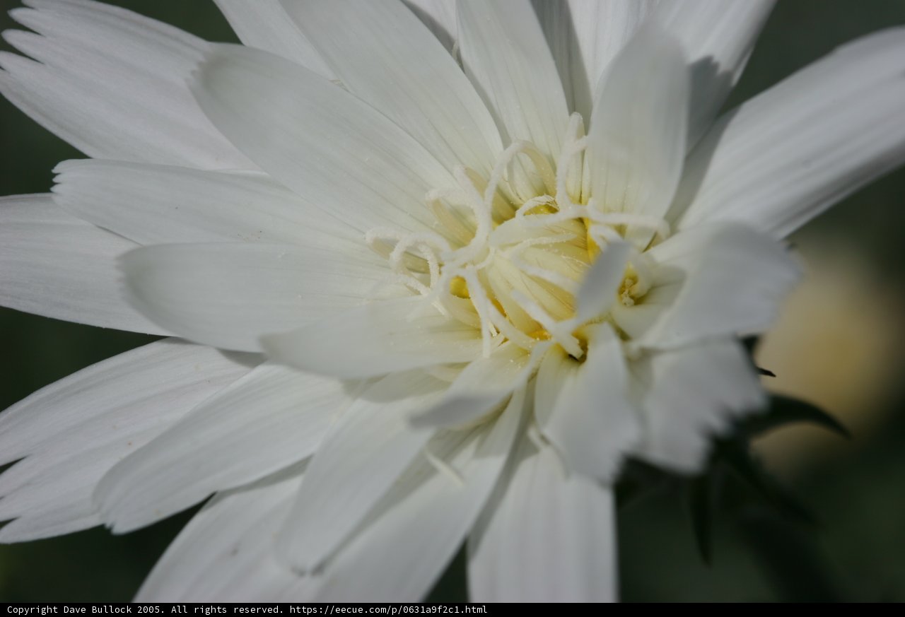 Serenity in White and Yellow