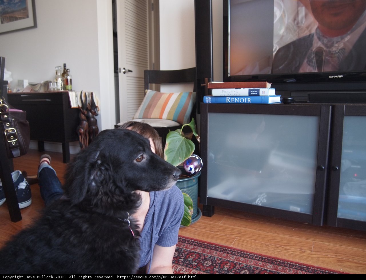 A Furry Companion in the Living Room