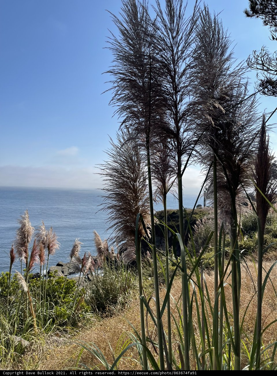 Serene Pampas Grasses By The Ocean