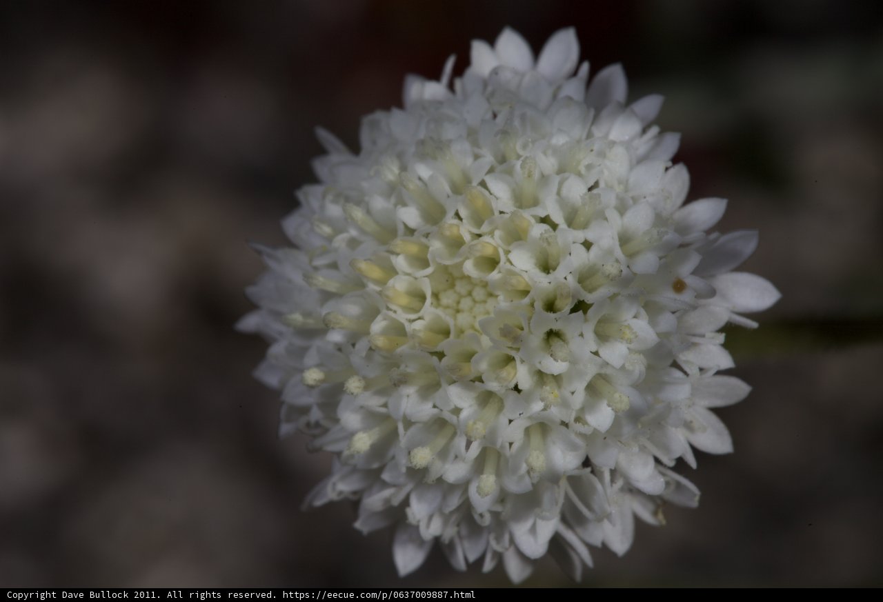 Elegant white chrysanthemum