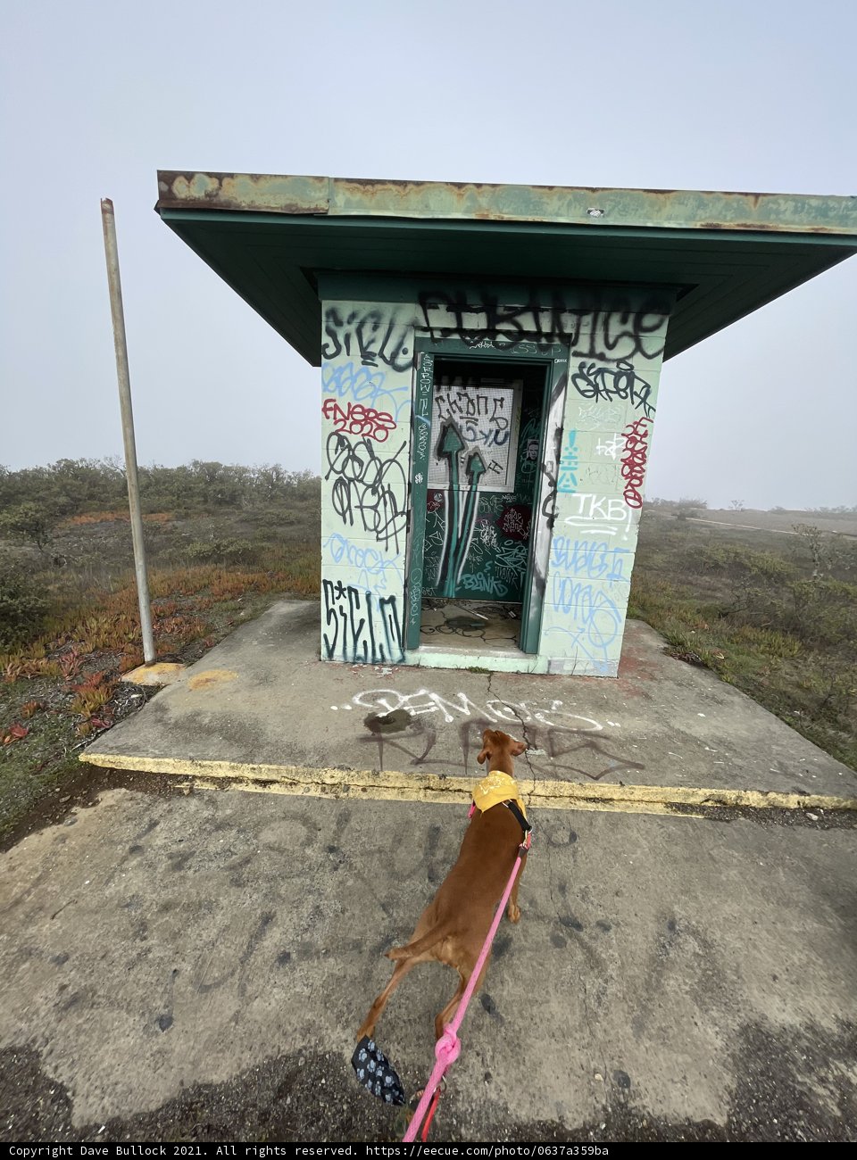 Graffiti Building and a Curious Dog