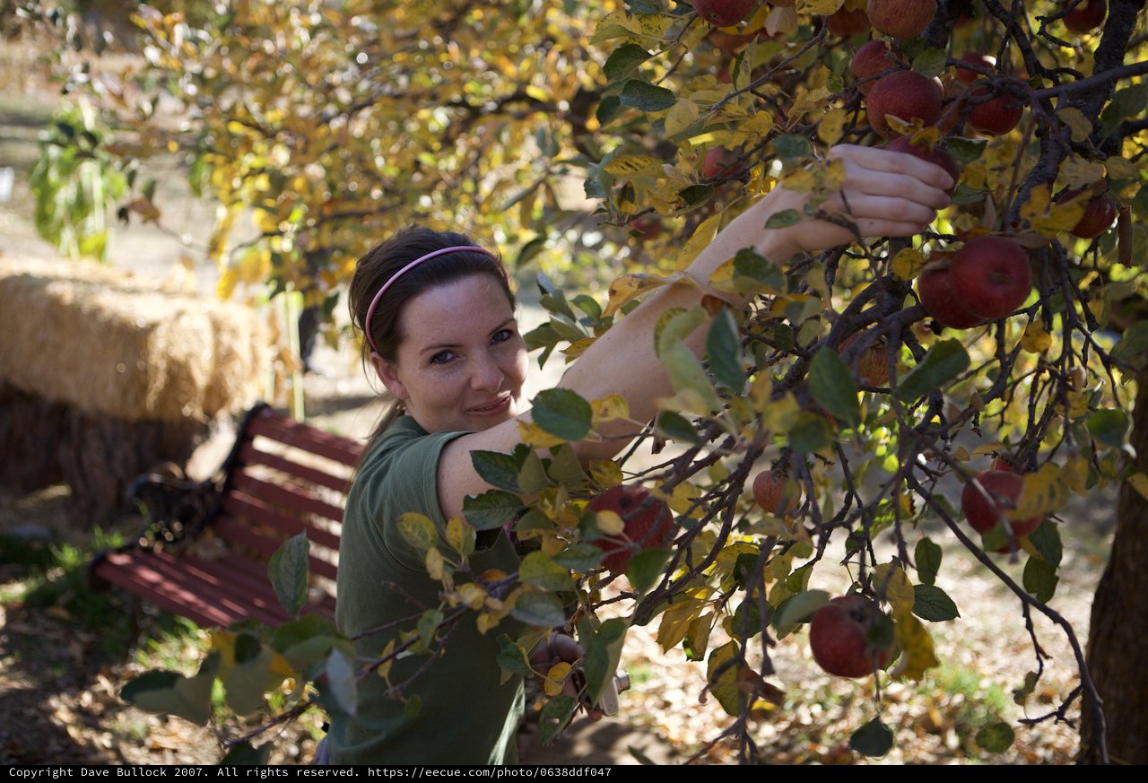 Young Woman Picking Red Apples in Autumn Orchard