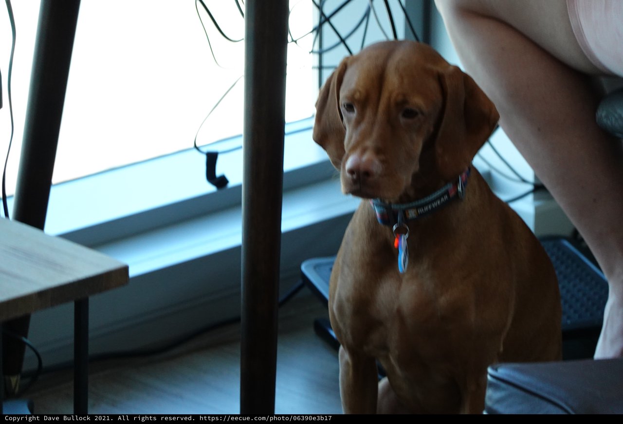 Vizsla Dog Portrait in Indoor Setting