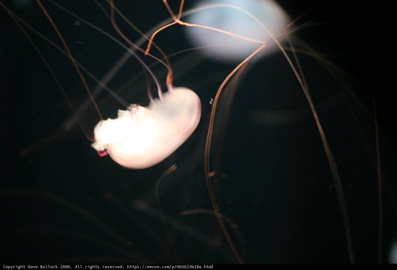 Glowing Invertebrate