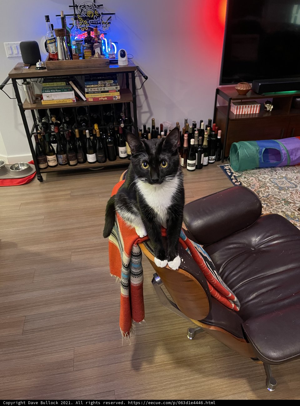 Feline Furniture