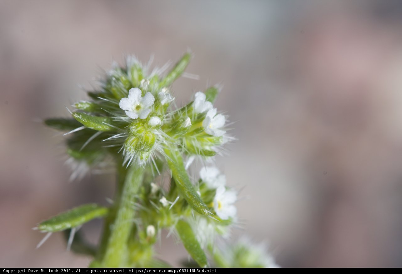 Delicate White Blossom