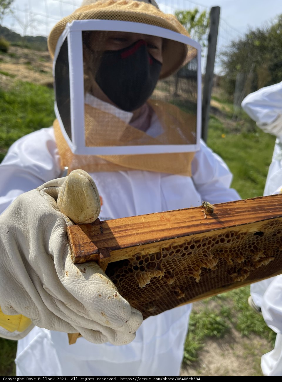 Beekeeper in Action