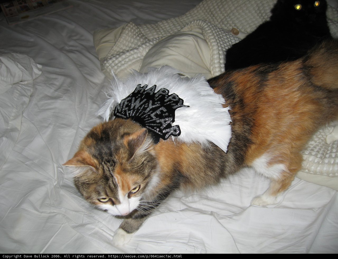 The Manx with a Feather