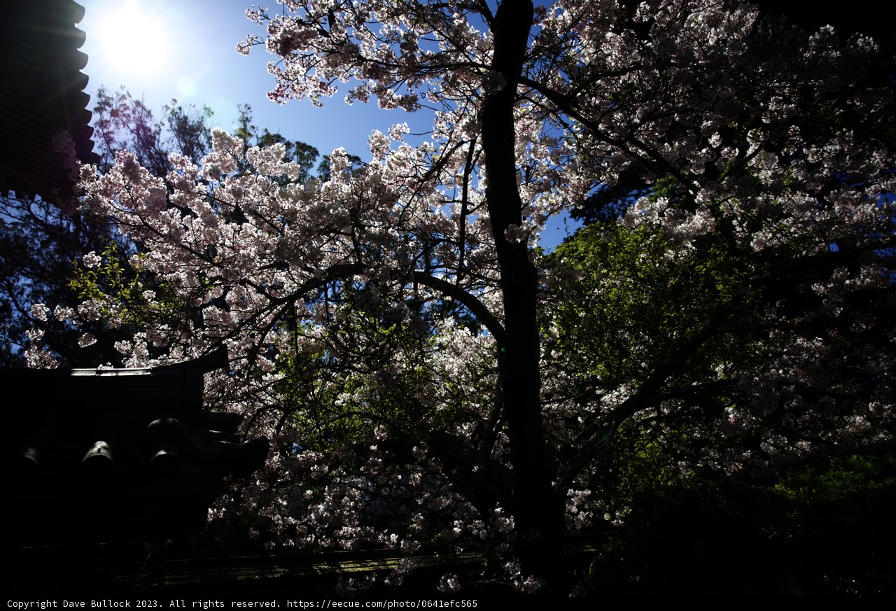 Radiant Cherry Blossoms at Japanese Tea Garden