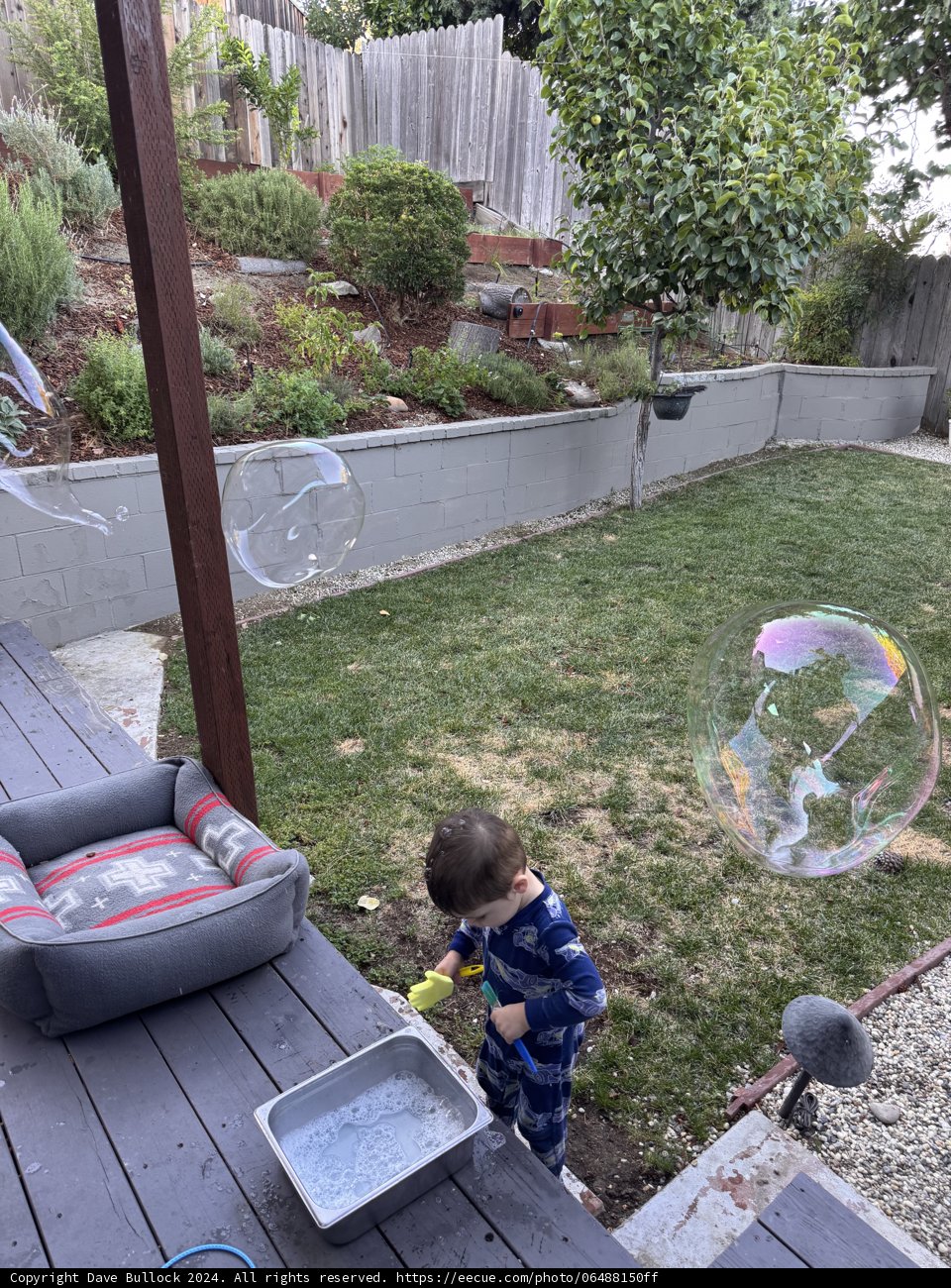Backyard Bubble Adventure