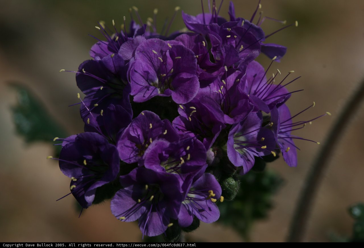Purple Geranium and Yellow Flowers