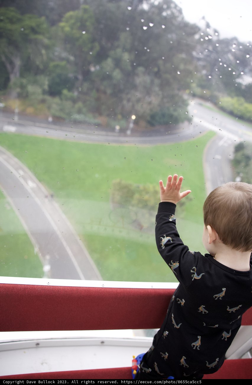 Reflections from the Top: A Boy's Prospect Over Golden Gate Park