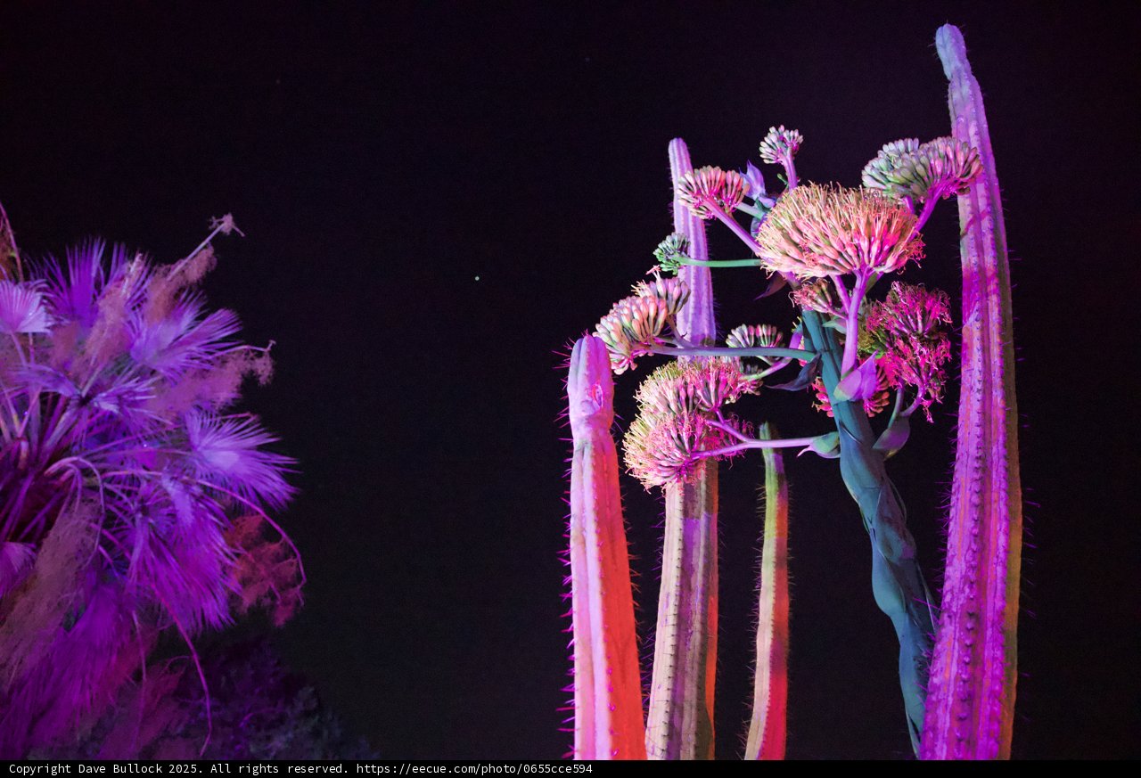 Enchanted Blooms at Night