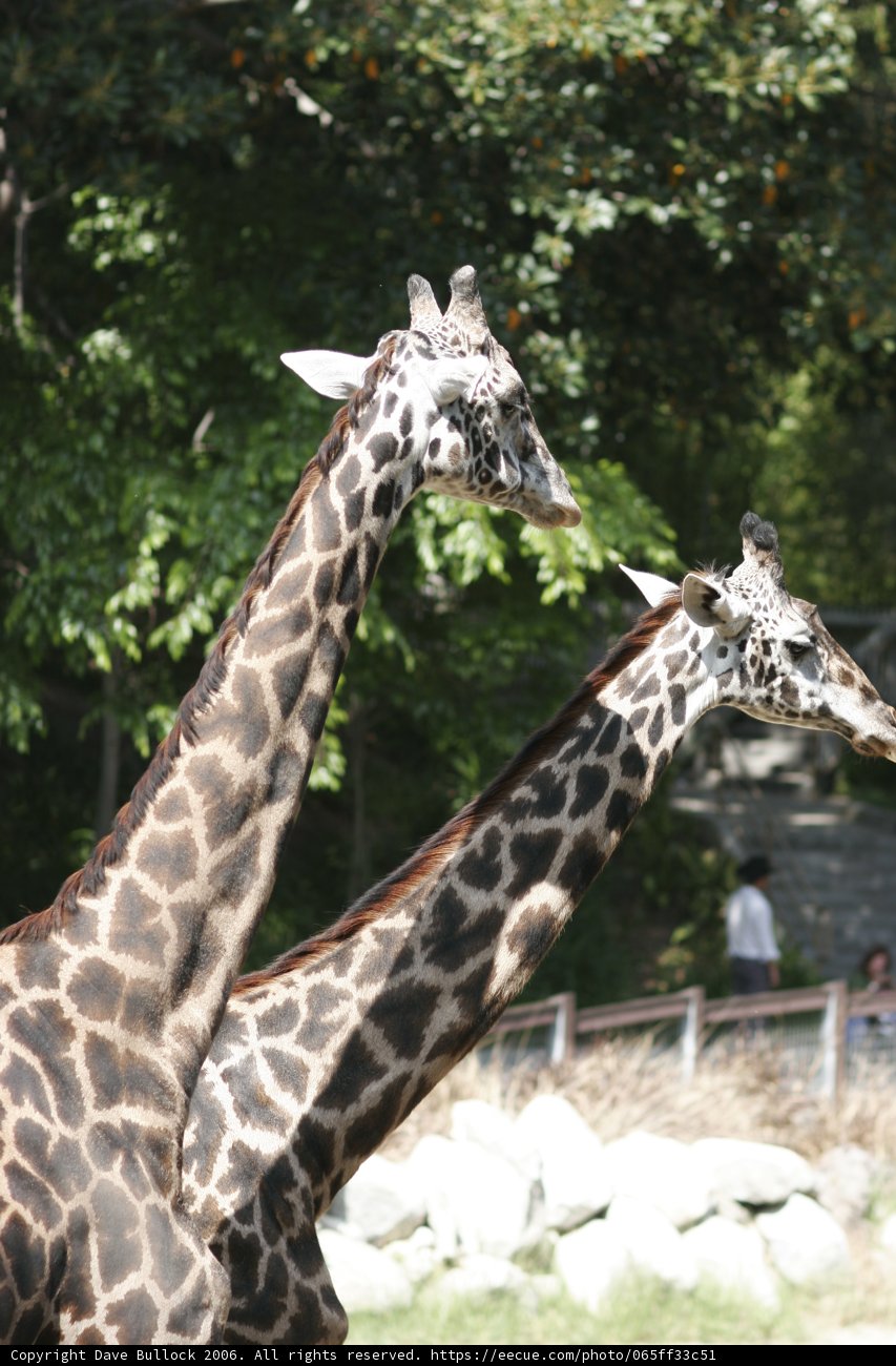 Towering Giraffe Friends at the Zoo