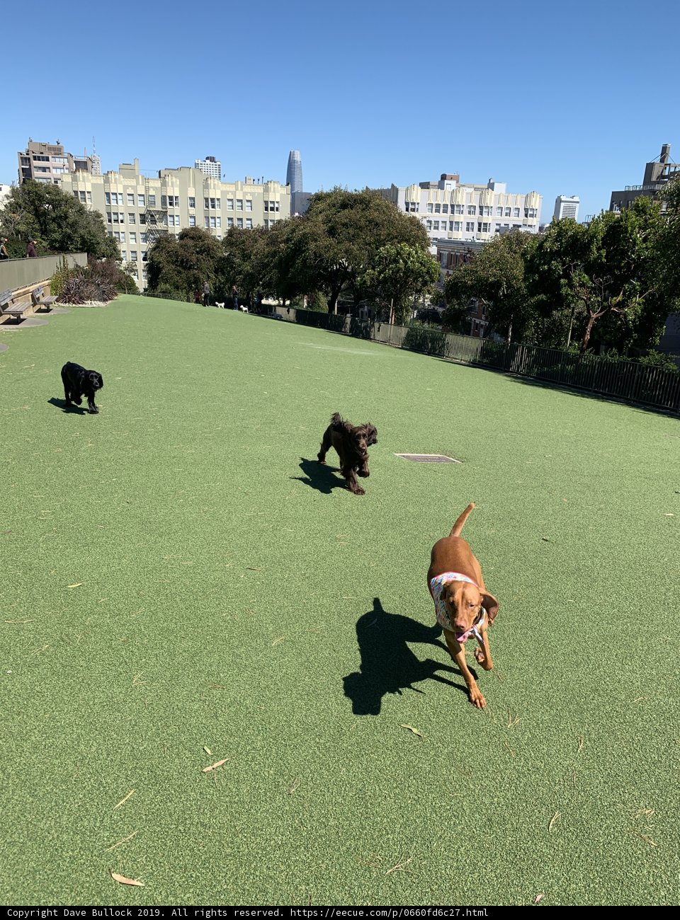 Hound on the Run