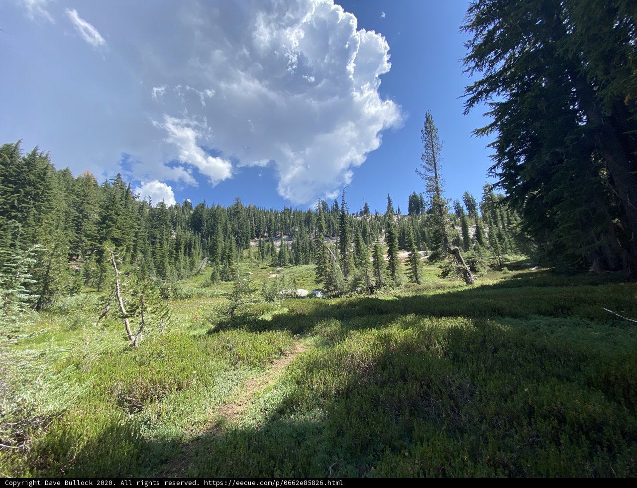 A Panoramic View of the Majestic Forest and Cloudy Skies