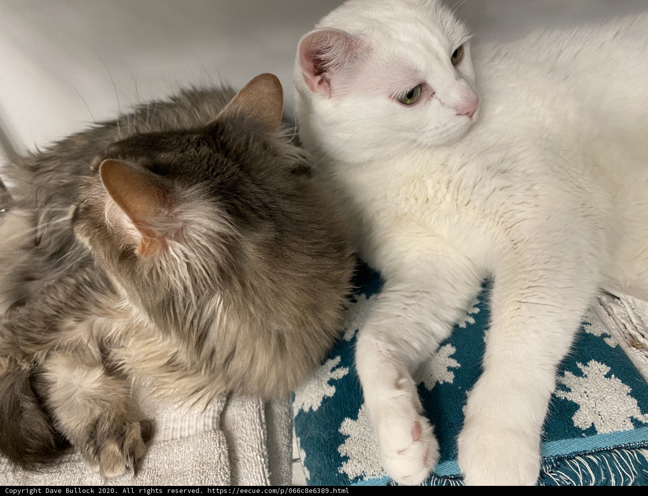 Cat Cuddles