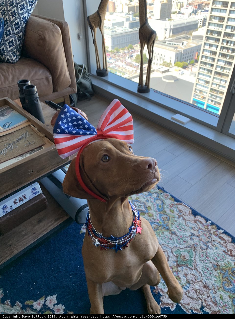Patriotic Pooch