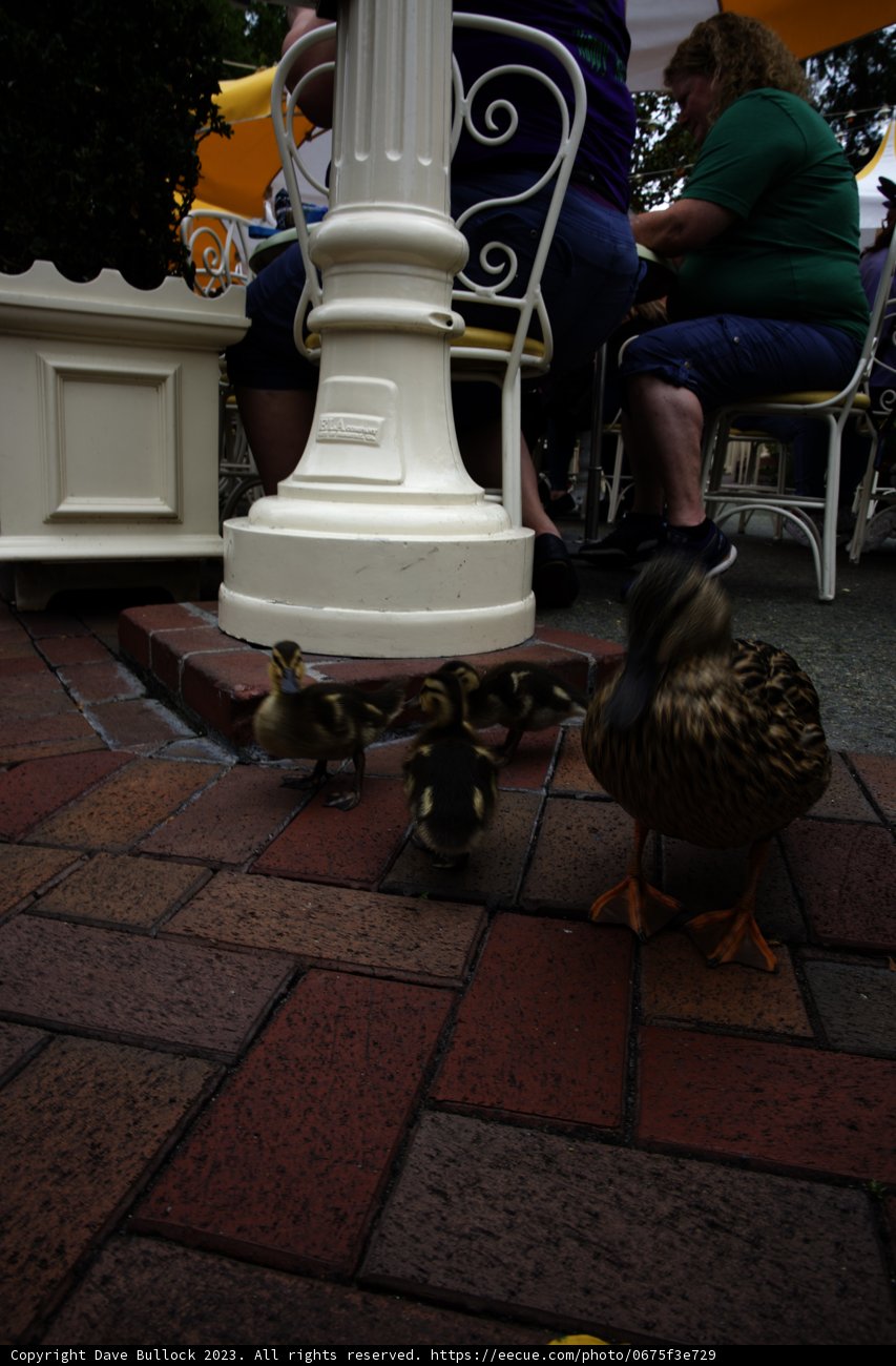 Ducks on a Stroll at Disneyland