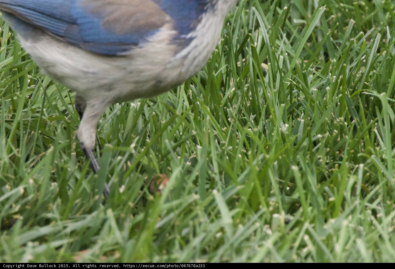 A Glimpse Through the Grass